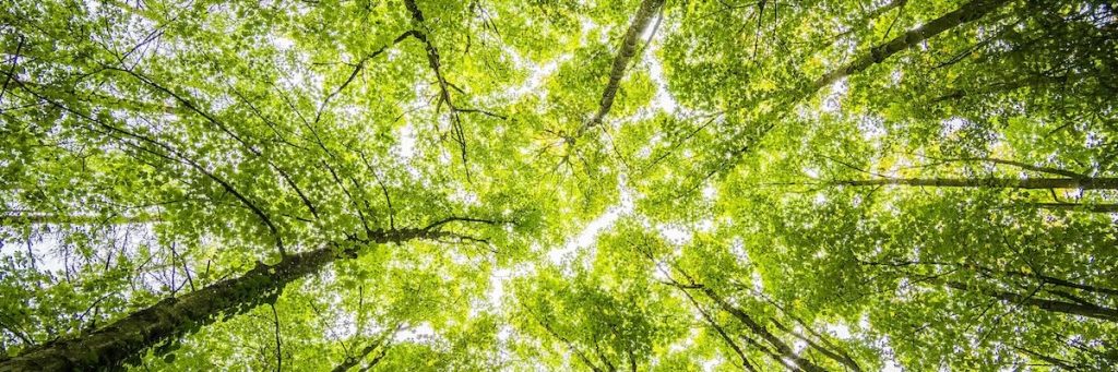 trees in a forest